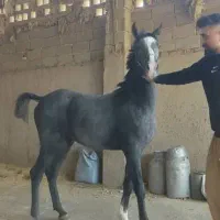 کره نریان 18ماهه ازارشاکیانی|اسب و تجهیزات اسب‌سواری|ارومیه, |دیوار