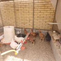 نیمچه مرغ و خروس فروشی