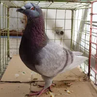 کبوتر نر|پرنده|خورموج, |دیوار