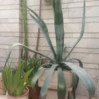 گل کاکتوس طبیعی چند ساله
