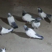 ۷ جفت کله دم سبز درشت بدون غلط