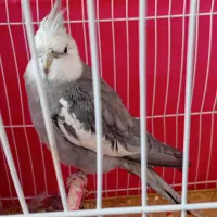 عروس هلندی نر