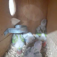 طوطی. گرینچیک و عروس هلندی