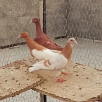 کفترو پلاکی پرشی|پرنده|شیراز, داریون|دیوار