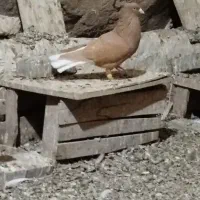 زردوسرخ دمسفید