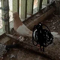 سینه ای زرد نر ر ف ت ه