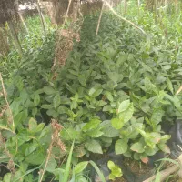 فروش فوق العاده نهال چای