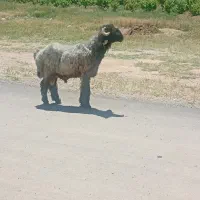 میش بز کوهه