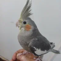 عروس خاکستری ۴ماه نر رام خونگی