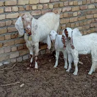 بز جوان بزغاله دو ماده بزرگ خوشگل ذات دار