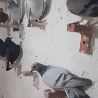 بله سبز بدرنگ