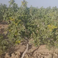 باغ پسته بارده|فروش زمین و ملک کلنگی|بوئین زهرا, |دیوار