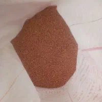 گندم کوهدشت