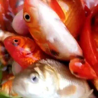 ماهی قرمز عمده