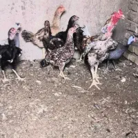 مرغ شاخدار و طوطی و مرغ