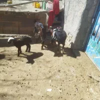 میش بره|حیوانات مزرعه|خنداب, |دیوار