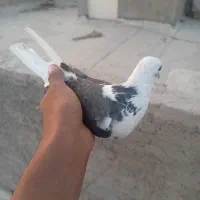 دوتا کبوتر تهرانی|پرنده|پاکدشت, پاکدشت (مامازند)|دیوار