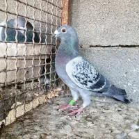 4 عدد پلاکی|پرنده|شیراز, سلطان آباد|دیوار