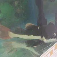 ماهی ردتیل و پهن کوسی شکاری|ماهی|تهران, هاشمی|دیوار