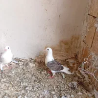 جفت کبوتر جوجه گراف