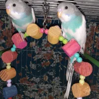 ۴عدد مرغ عشق نرو ماده بالغ