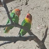 طوطی برزیلی ـ فنچ|پرنده|ابهر, |دیوار
