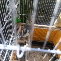 عروس هلندی ماده