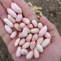 بادام غلافدار گلی آفتاب خشک|عمده‌فروشی|اسلام آباد, |دیوار