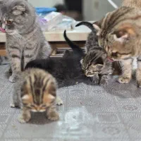 واگذاری گربه اسکاتیش|گربه|تهران, سردارجنگل|دیوار