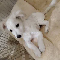 پامر اشپیتز