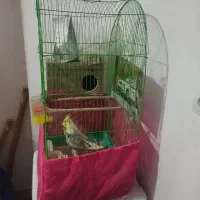 یک جفت عروس هلندی روی تخم|پرنده|عنبرآباد, |دیوار