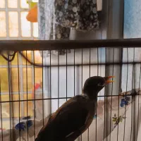 مرغ مینا ومرغ عشق|پرنده|الشتر, |دیوار