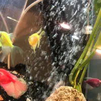 سرمایه گذرای