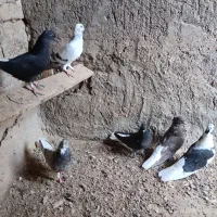 کبوتر 6عدد|پرنده|اهواز, بهارستان|دیوار