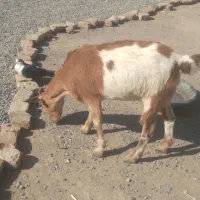 پاچن وبز فروشی۲۴|حیوانات مزرعه|خاش, |دیوار