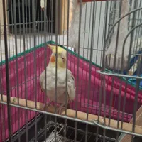 دو عدد پرنده عروس هلندی