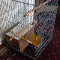 قفس پرنده
