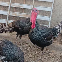بوقلمون های ۱۰ ماه بهترین تعزیه شده با دونه گوشتی|حیوانات مزرعه|قرچک, داوود آباد|دیوار