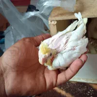 جوجه عروس هلندی