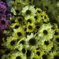 گل داودی عمده|گل و گیاه طبیعی|ری, بازار گل خاوران|دیوار