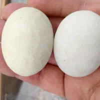 گوهر شب رنگ