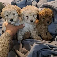 پودل های فرفری|سگ|تهران, نظامآباد|دیوار