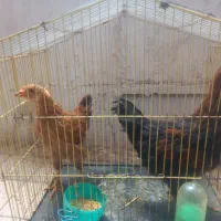 دوعدد جوجه مرغ