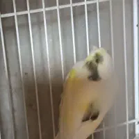 قناری و طوطی کوتوله