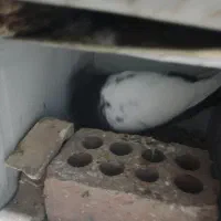 کفتر|پرنده|زرند, |دیوار