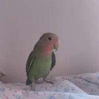 طوطی برزیلی سالم دوتا جفت تخم گذار و۳ جوجه بالغ|پرنده|تهران, سازمان آب|دیوار