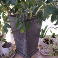 گل و گیاه طبیعی|گل و گیاه طبیعی|رشت, دخانیات|دیوار