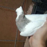 کفتر طوقی|پرنده|قلقل رود, |دیوار