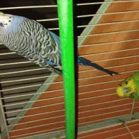 کبوتر|پرنده|آستانه اشرفیه, |دیوار