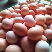 تخم مرغ بومی ، گلپایگان